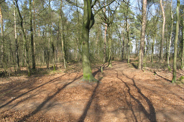 Natuurlijk Bos