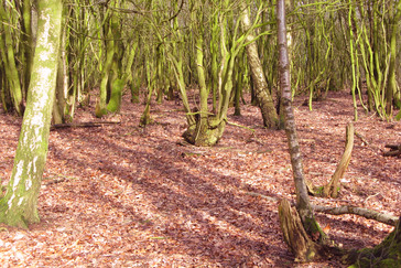 Eikenhakhout