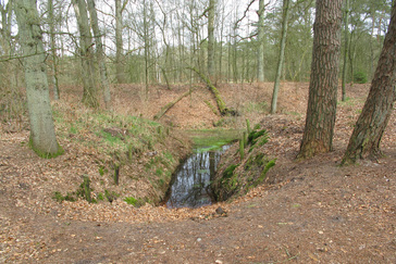 Sprengkop Bosbeek