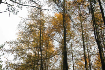 Lariksbos