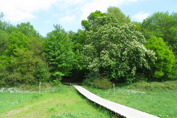 Bovenloop Renkumse beek