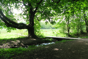 Bovenloop Renkumse beek