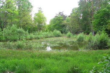 Kikkerpoel Paradijsbeek