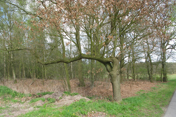 Merkwaardige Boomvorm