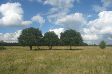 Begrazing voor natuurontwikkeling Begrazing voor natuurontwikkeling