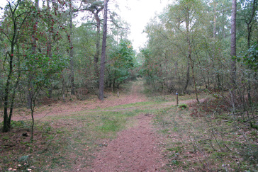 Productie bos Quadenoord