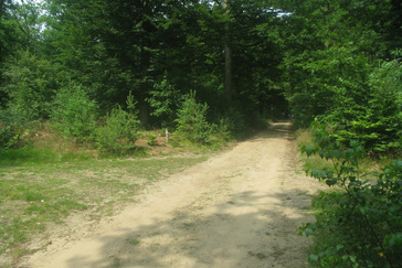 Op de Renkumse heide
